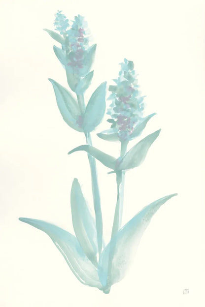 Lambs Ear Sage I by Chris Paschke. SKU 55067h. Archival Giclee Fine art print for wall decor.