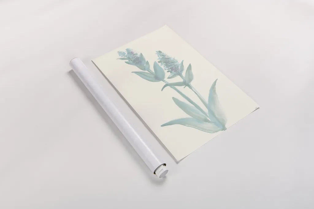 Lambs Ear Sage I by Chris Paschke. shown as a rolled paper print. Available as archival giclee rolled canvas, fine art paper, or poster print. SKU 55067h.