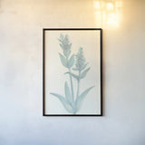 Lambs Ear Sage I by Chris Paschke. shown as a paper print in a black flame. Available as a archival giclee rolled canvas, fine art paper, or poster print. SKU 55067h.