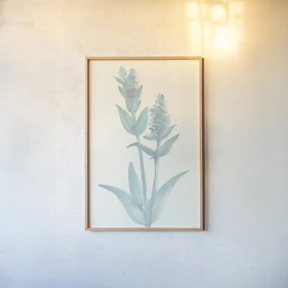 Lambs Ear Sage I by Chris Paschke. shown as a paper print in a natural frame. Available as a archival giclee rolled canvas, fine art paper, or poster print. SKU 55067h.