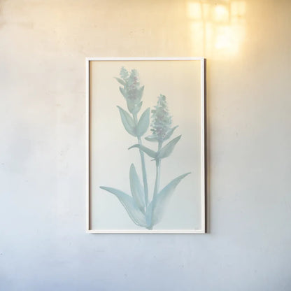 Lambs Ear Sage I by Chris Paschke. shown as a paper print in a white frame. Available as a archival giclee rolled canvas, fine art paper, or poster print. SKU 55067h.