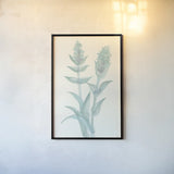 Lambs Ear Sage II by Chris Paschke. shown as a paper print in a black flame. Available as a archival giclee rolled canvas, fine art paper, or poster print. SKU 55068h.