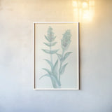 Lambs Ear Sage II by Chris Paschke. shown as a paper print in a white frame. Available as a archival giclee rolled canvas, fine art paper, or poster print. SKU 55068h.