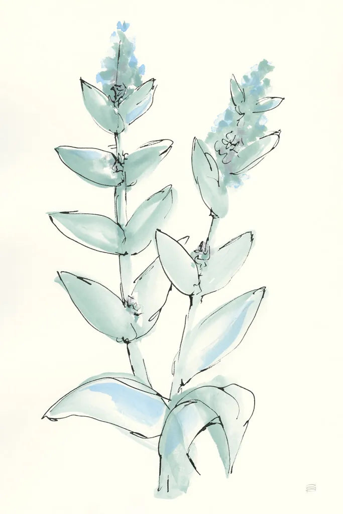 Lambs Ear Sage III by Chris Paschke. SKU 55069h. Archival Giclee Fine art print for wall decor.