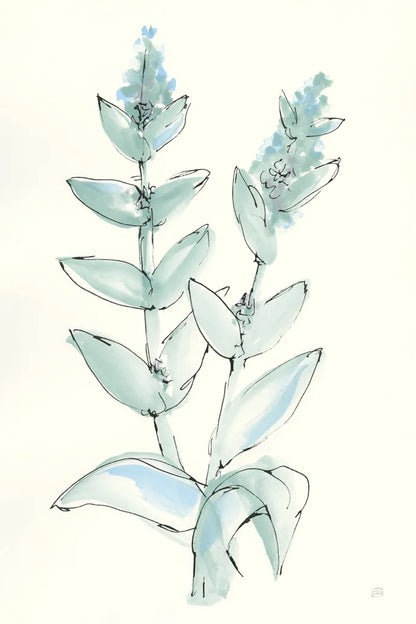 Lambs Ear Sage III by Chris Paschke. SKU 55069h. Archival Giclee Fine art print for wall decor.