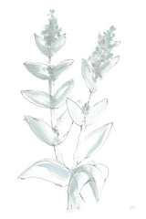 Lambs Ear Sage III Bleached by Chris Paschke. SKU 60294h. Archival Giclee Fine art print for wall decor.