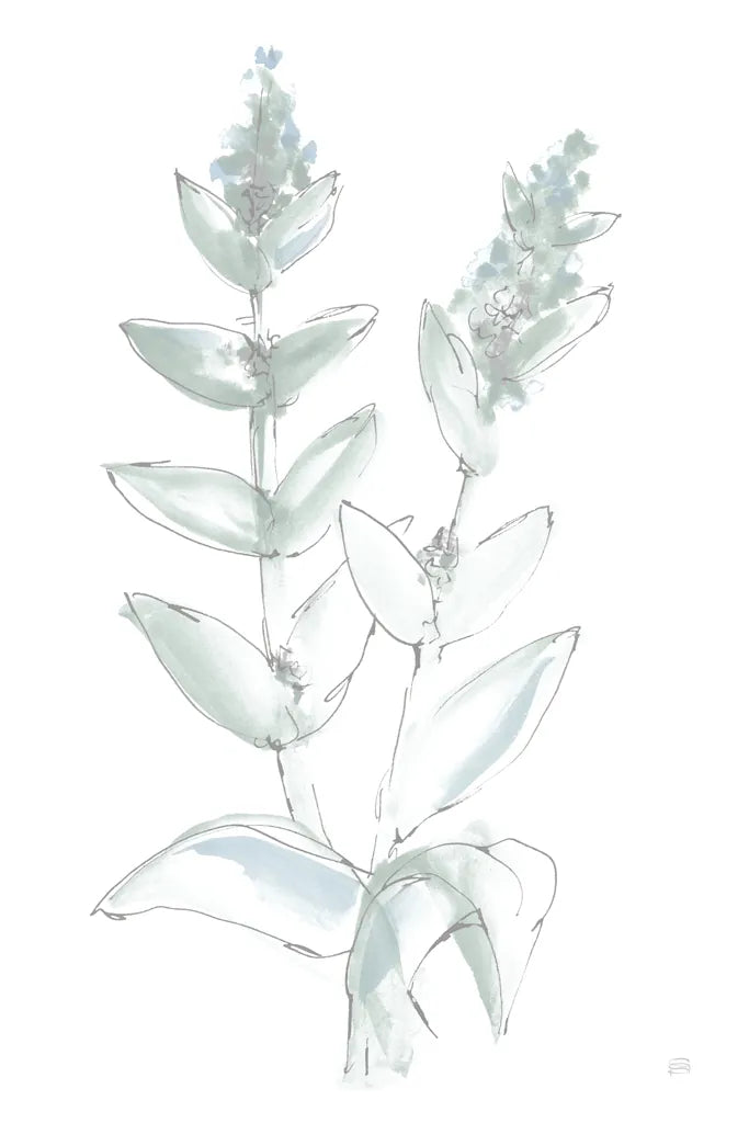 Lambs Ear Sage III Bleached by Chris Paschke. SKU 60294h. Archival Giclee Fine art print for wall decor.