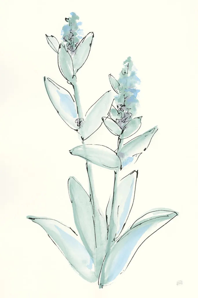 Lambs Ear Sage IV by Chris Paschke. SKU 55070h. Archival Giclee Fine art print for wall decor.