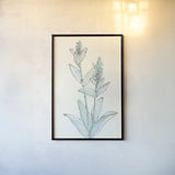 Lambs Ear Sage IV by Chris Paschke. shown as a paper print in a black flame. Available as a archival giclee rolled canvas, fine art paper, or poster print. SKU 55070h.