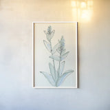 Lambs Ear Sage IV by Chris Paschke. shown as a paper print in a white frame. Available as a archival giclee rolled canvas, fine art paper, or poster print. SKU 55070h.