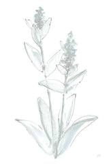 Lambs Ear Sage IV Bleached by Chris Paschke. SKU 60295h. Archival Giclee Fine art print for wall decor.