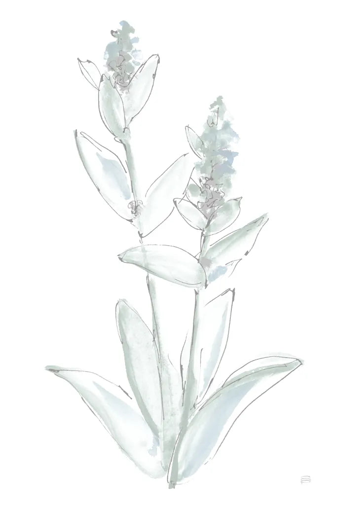 Lambs Ear Sage IV Bleached by Chris Paschke. SKU 60295h. Archival Giclee Fine art print for wall decor.