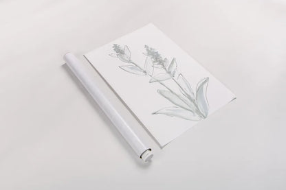 Lambs Ear Sage IV Bleached by Chris Paschke. shown as a rolled paper print. Available as archival giclee rolled canvas, fine art paper, or poster print. SKU 60295h.