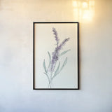 Lavender IV by Chris Paschke. shown as a paper print in a black flame. Available as a archival giclee rolled canvas, fine art paper, or poster print. SKU 55078h.