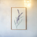 Lavender IV by Chris Paschke. shown as a paper print in a natural frame. Available as a archival giclee rolled canvas, fine art paper, or poster print. SKU 55078h.