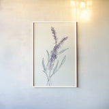 Lavender IV by Chris Paschke. shown as a paper print in a white frame. Available as a archival giclee rolled canvas, fine art paper, or poster print. SKU 55078h.