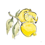 Lemon Still Life II by Chris Paschke. SKU 66881a. Archival Giclee Fine art print for wall decor.