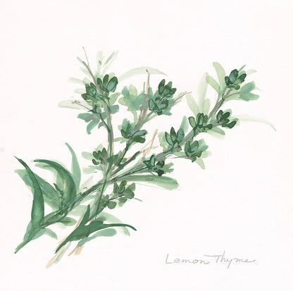 Lemon Thyme by Chris Paschke. SKU 27533a. Archival Giclee Fine art print for wall decor.