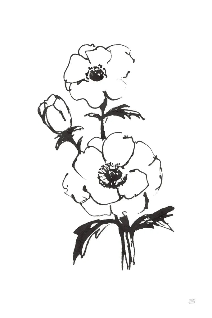 Line Anemone II by Chris Paschke. SKU 64183h. Archival Giclee Fine art print for wall decor.