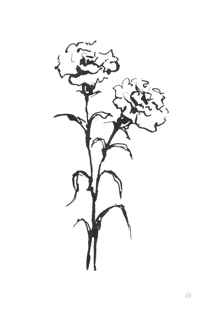 Line Carnation II by Chris Paschke. SKU 64187h. Archival Giclee Fine art print for wall decor.