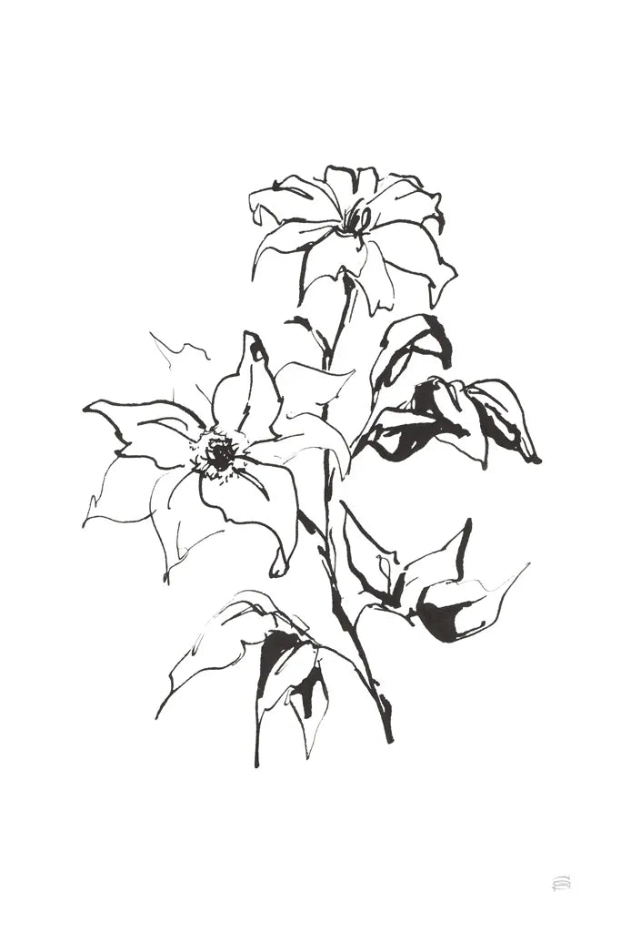 Line Clematis by Chris Paschke. SKU 64192h. Archival Giclee Fine art print for wall decor.