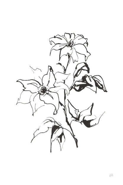 Line Clematis by Chris Paschke. SKU 64192h. Archival Giclee Fine art print for wall decor.