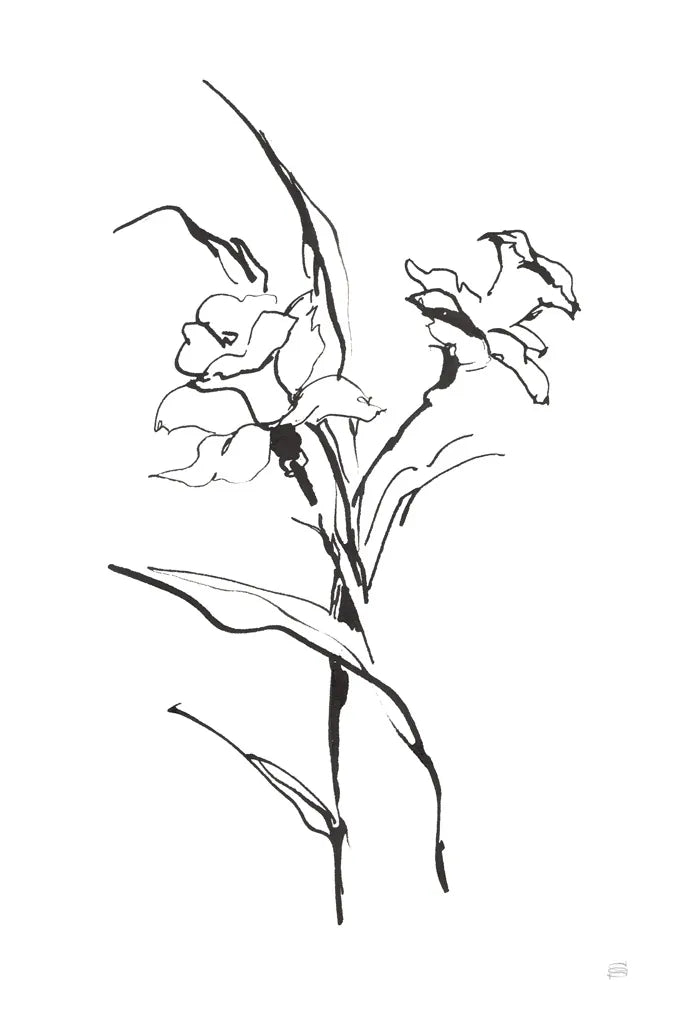 Line Daffodil by Chris Paschke. SKU 64195h. Archival Giclee Fine art print for wall decor.