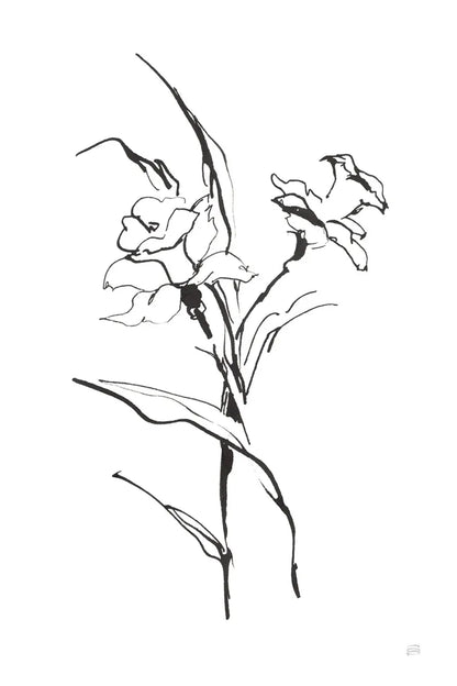 Line Daffodil by Chris Paschke. SKU 64195h. Archival Giclee Fine art print for wall decor.