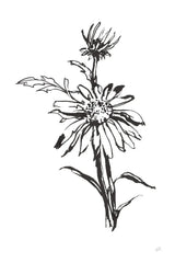 Line Echinacea I by Chris Paschke. SKU 64879h. Archival Giclee Fine art print for wall decor.