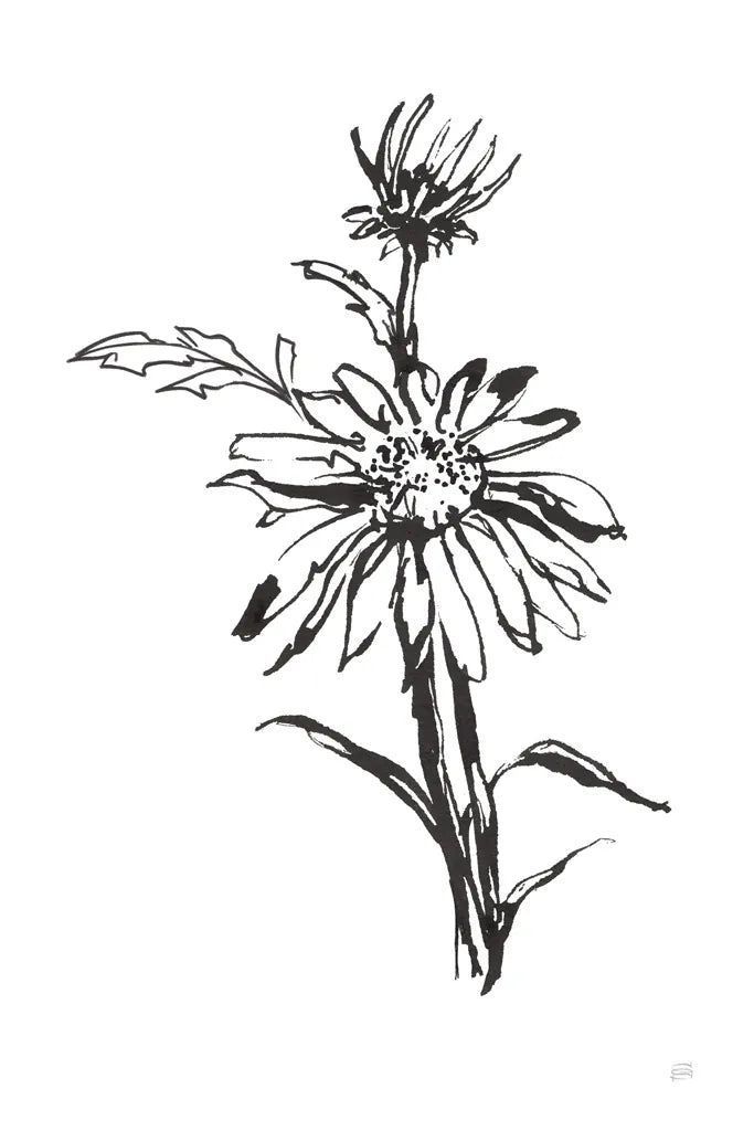 Line Echinacea I by Chris Paschke. SKU 64879h. Archival Giclee Fine art print for wall decor.