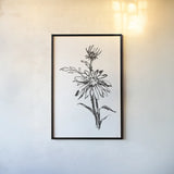 Line Echinacea I by Chris Paschke. shown as a paper print in a black flame. Available as a archival giclee rolled canvas, fine art paper, or poster print. SKU 64879h.