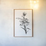 Line Echinacea I by Chris Paschke. shown as a paper print in a natural frame. Available as a archival giclee rolled canvas, fine art paper, or poster print. SKU 64879h.