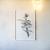 Line Echinacea I by Chris Paschke. shown as a paper print in a white frame. Available as a archival giclee rolled canvas, fine art paper, or poster print. SKU 64879h.