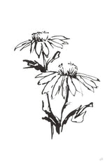 Line Echinacea II by Chris Paschke. SKU 64880h. Archival Giclee Fine art print for wall decor.