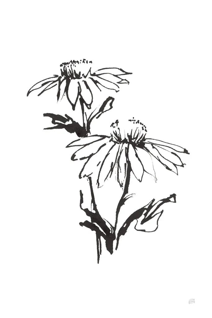 Line Echinacea II by Chris Paschke. SKU 64880h. Archival Giclee Fine art print for wall decor.