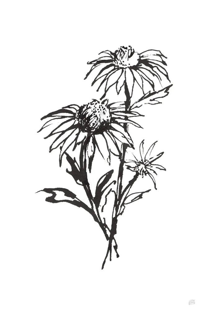 Line Echinacea III by Chris Paschke. SKU 64881h. Archival Giclee Fine art print for wall decor.
