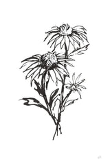 Line Echinacea III by Chris Paschke. SKU 64881h. Archival Giclee Fine art print for wall decor.
