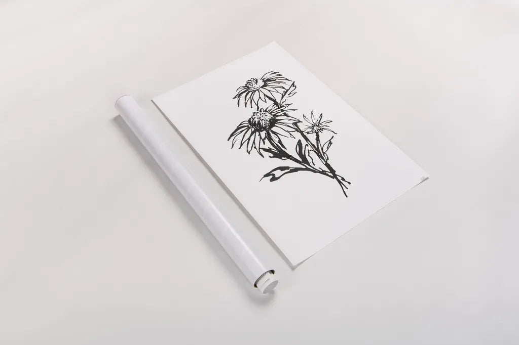 Line Echinacea III by Chris Paschke. shown as a rolled paper print. Available as archival giclee rolled canvas, fine art paper, or poster print. SKU 64881h.