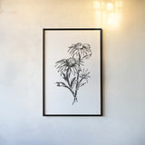Line Echinacea III by Chris Paschke. shown as a paper print in a black flame. Available as a archival giclee rolled canvas, fine art paper, or poster print. SKU 64881h.