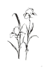 Line Iris I by Chris Paschke. SKU 64189h. Archival Giclee Fine art print for wall decor.