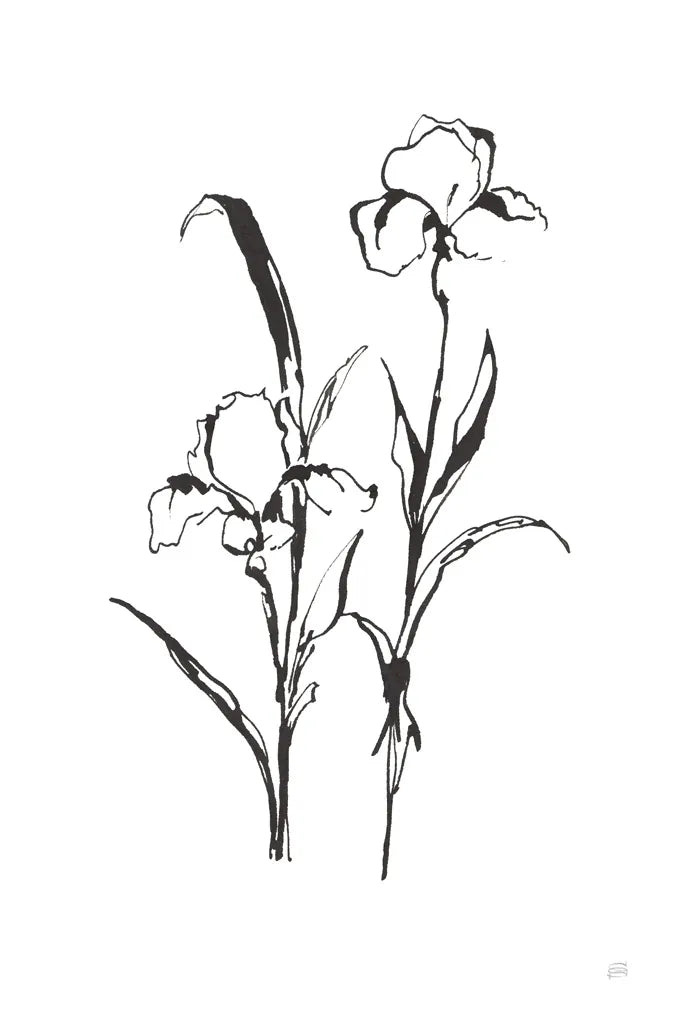 Line Iris I by Chris Paschke. SKU 64189h. Archival Giclee Fine art print for wall decor.