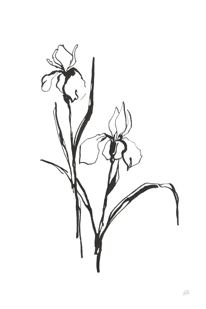 Line Iris III by Chris Paschke. SKU 64191h. Archival Giclee Fine art print for wall decor.