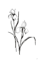 Line Iris III by Chris Paschke. SKU 64191h. Archival Giclee Fine art print for wall decor.