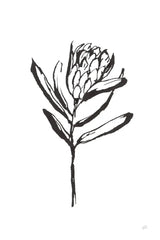 Line Protea I by Chris Paschke. SKU 64178h. Archival Giclee Fine art print for wall decor.