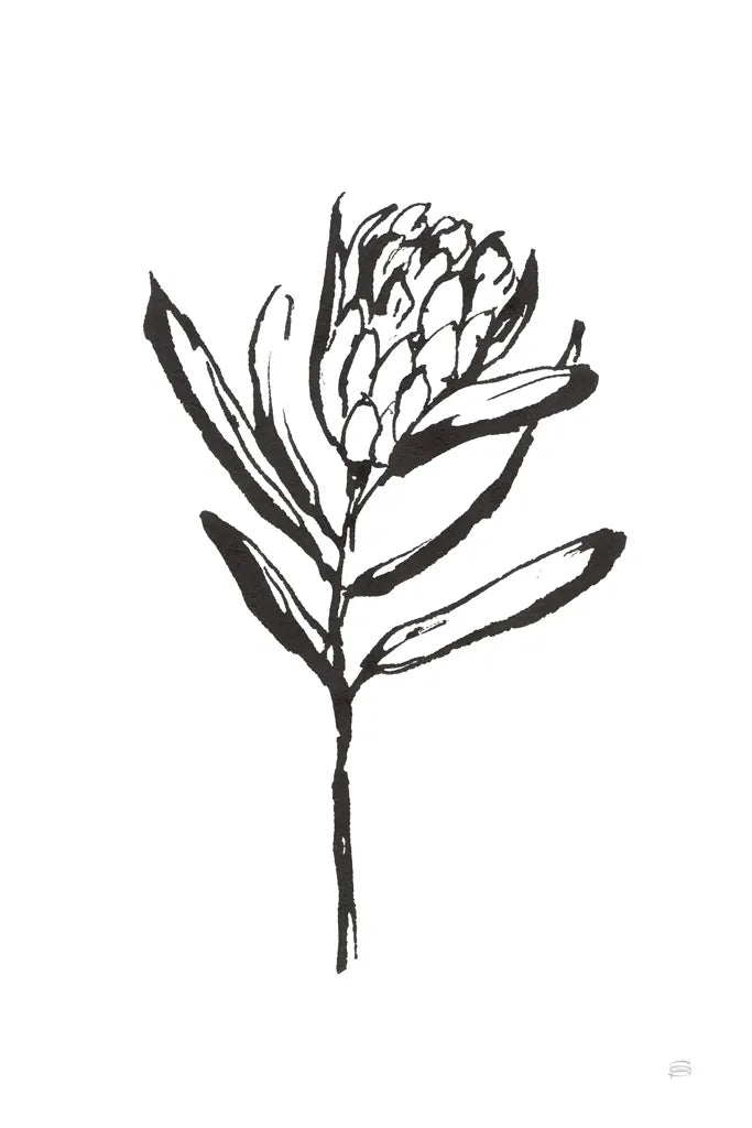 Line Protea I by Chris Paschke. SKU 64178h. Archival Giclee Fine art print for wall decor.