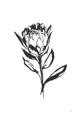 Line Protea II by Chris Paschke. SKU 64179h. Archival Giclee Fine art print for wall decor.