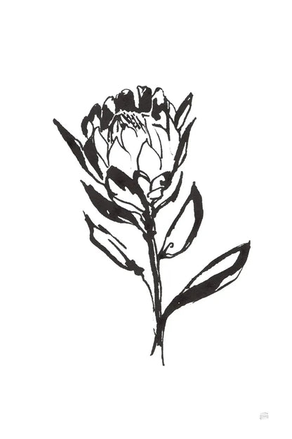 Line Protea II by Chris Paschke. SKU 64179h. Archival Giclee Fine art print for wall decor.