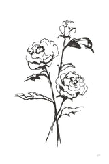 Line Ranunculus I by Chris Paschke. SKU 64180h. Archival Giclee Fine art print for wall decor.