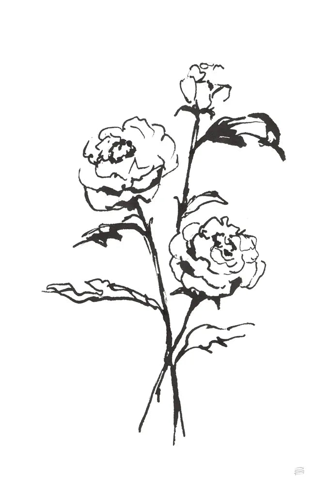 Line Ranunculus I by Chris Paschke. SKU 64180h. Archival Giclee Fine art print for wall decor.