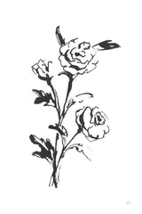 Line Ranunculus II by Chris Paschke. SKU 64181h. Archival Giclee Fine art print for wall decor.